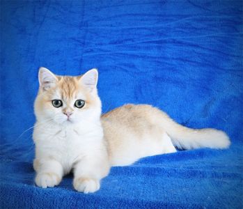 Золотая шиншилла