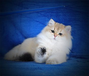 Золотые котята для души