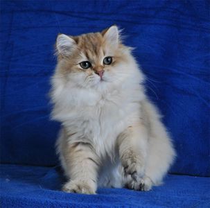 Золотые котята для души