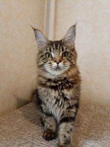 Мейн Кун девочка 6 месяцев