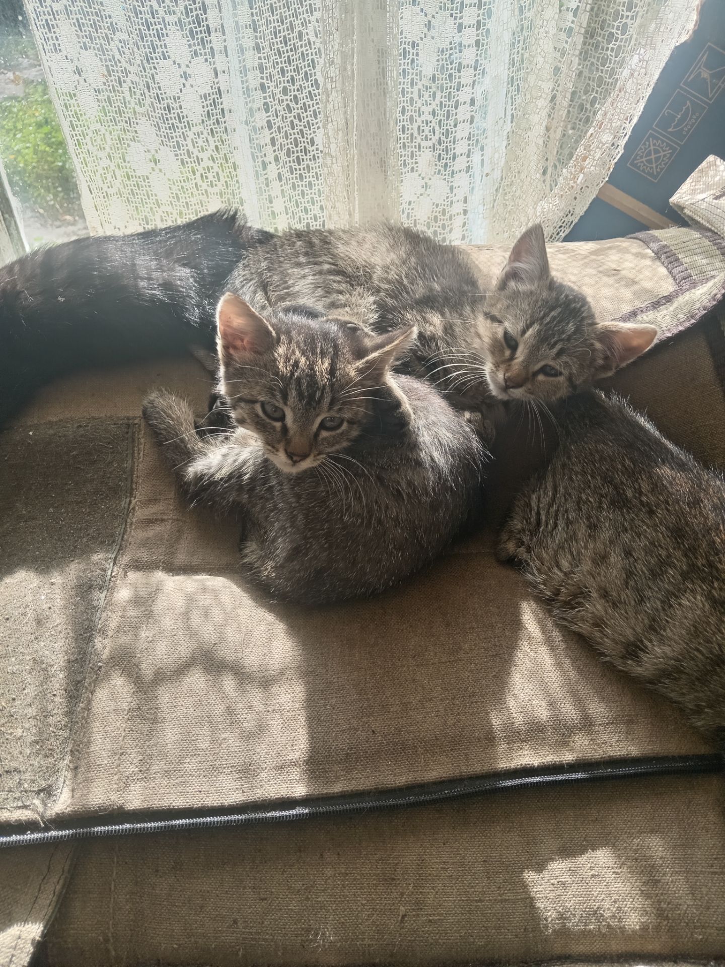 Кошенята тигристі