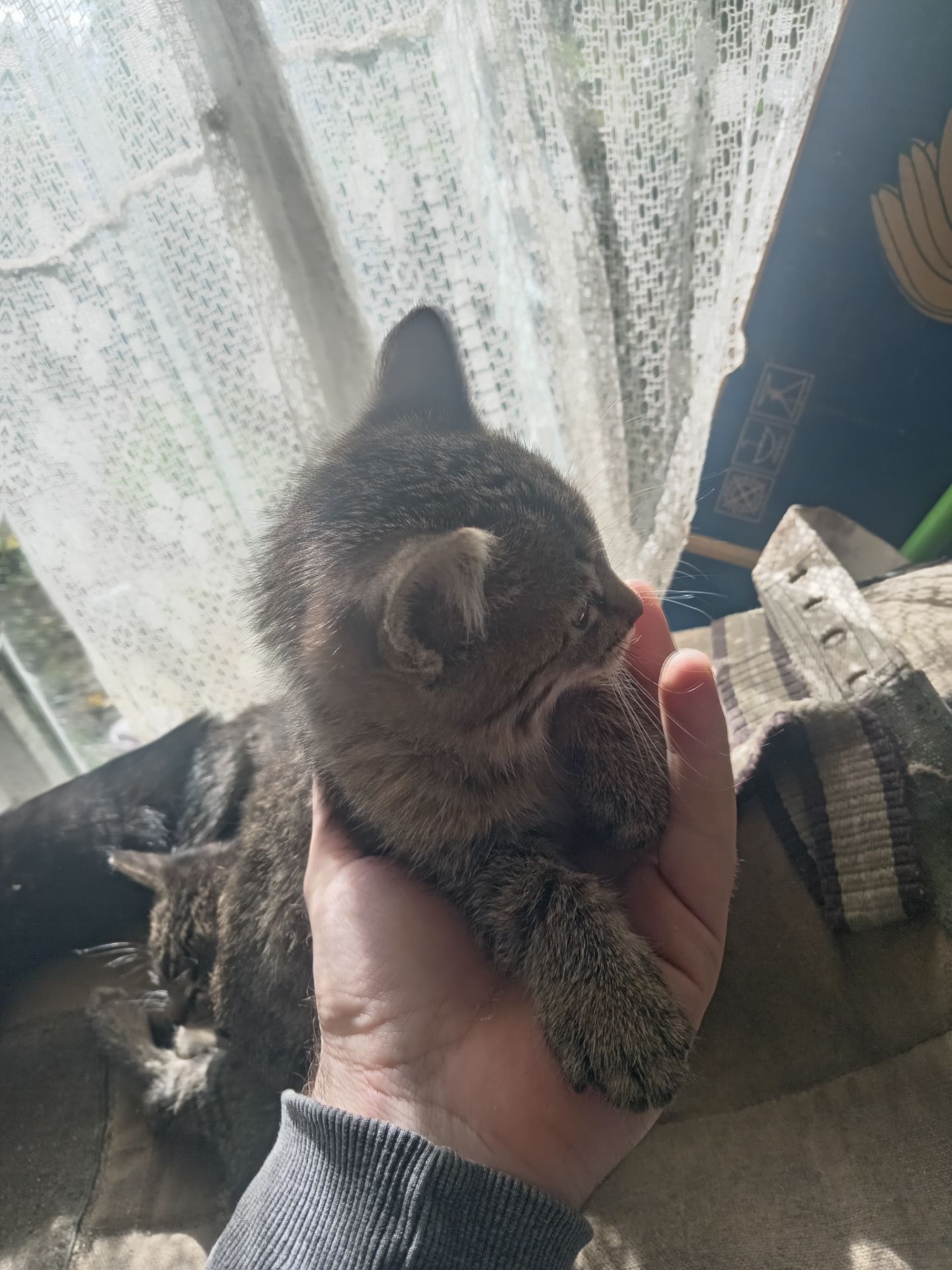 Кошенята тигристі