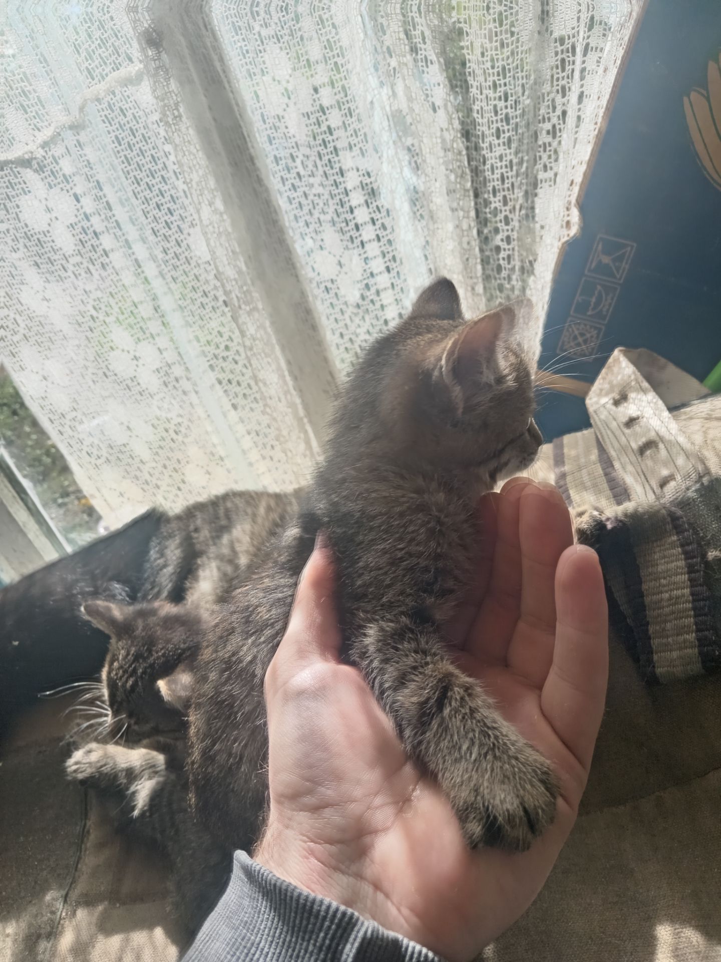 Кошенята тигристі