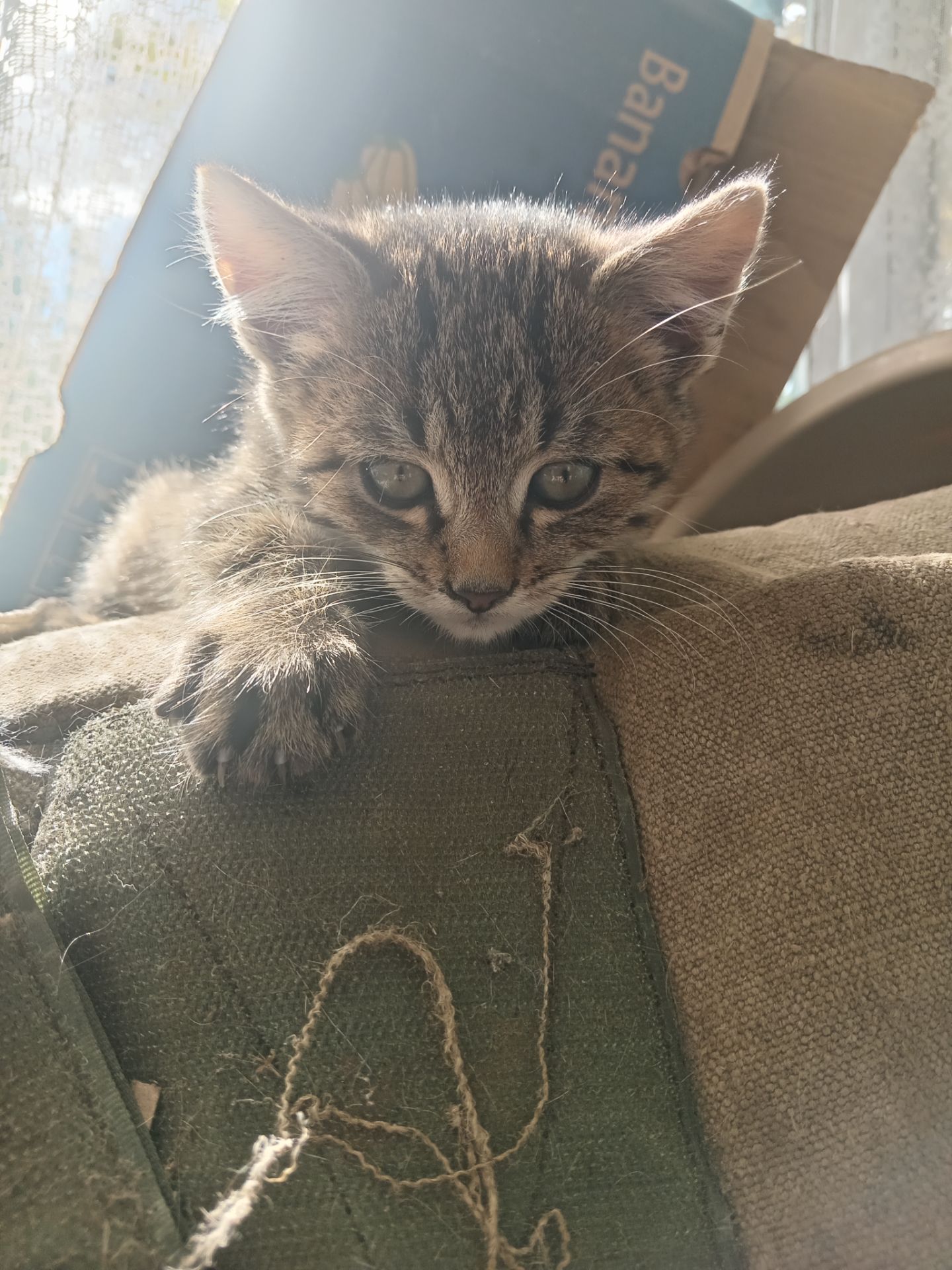 Кошенята тигристі