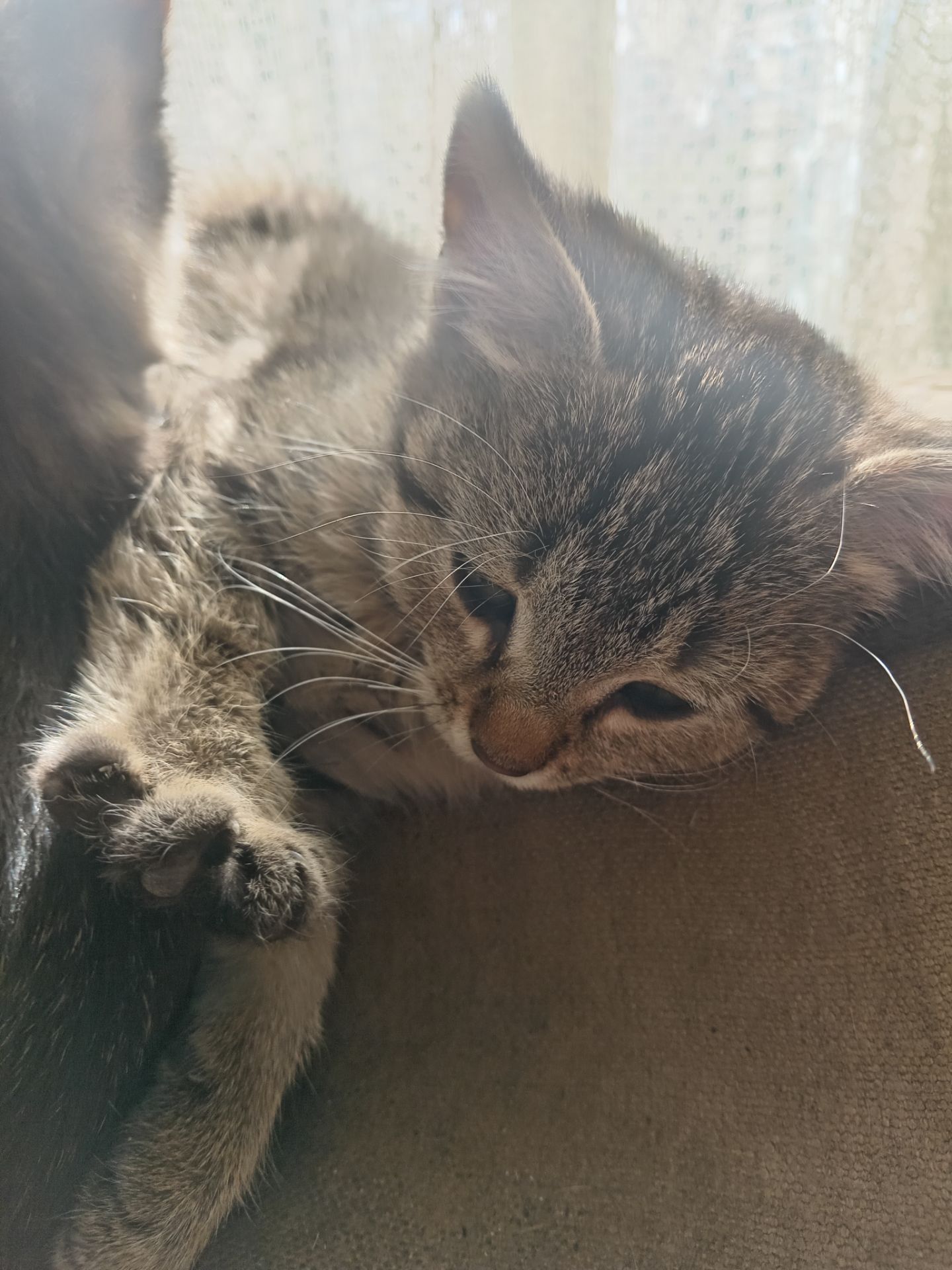 Кошенята тигристі