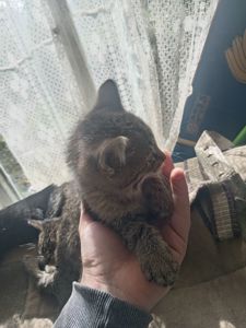Кошенята тигристі