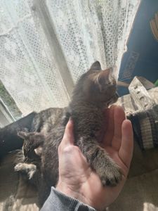 Кошенята тигристі