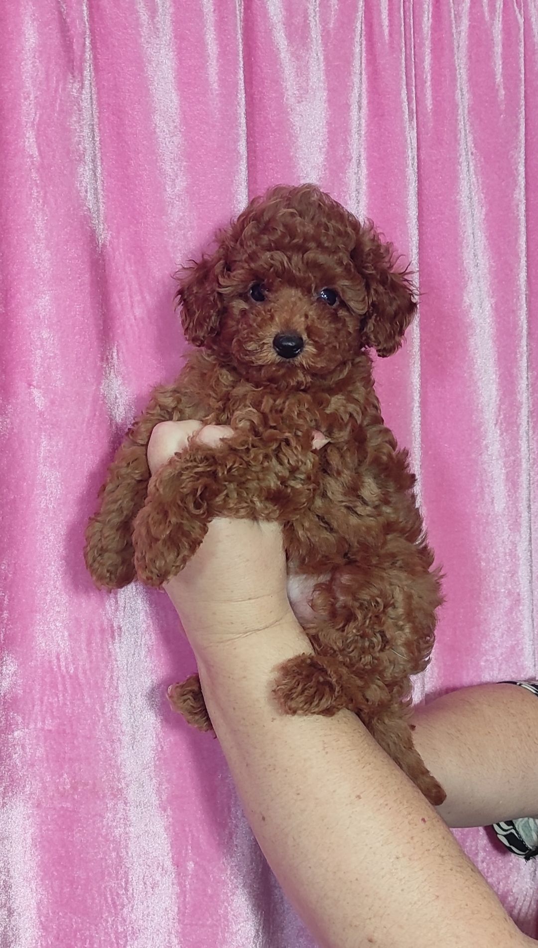 Цуценята Той Пудель з документами ККУ