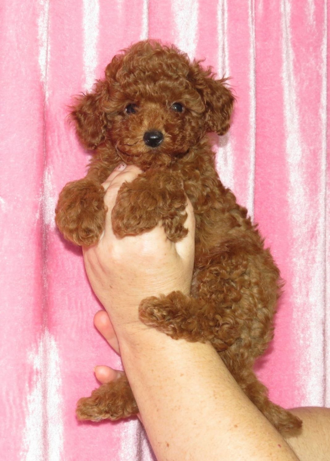 Цуценята Той Пудель з документами ККУ