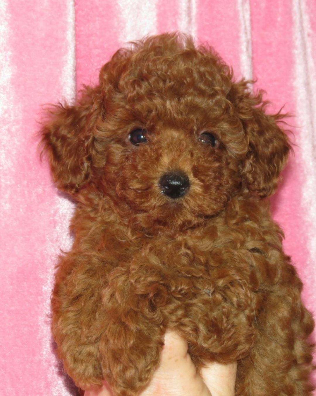 Цуценята Той Пудель з документами ККУ