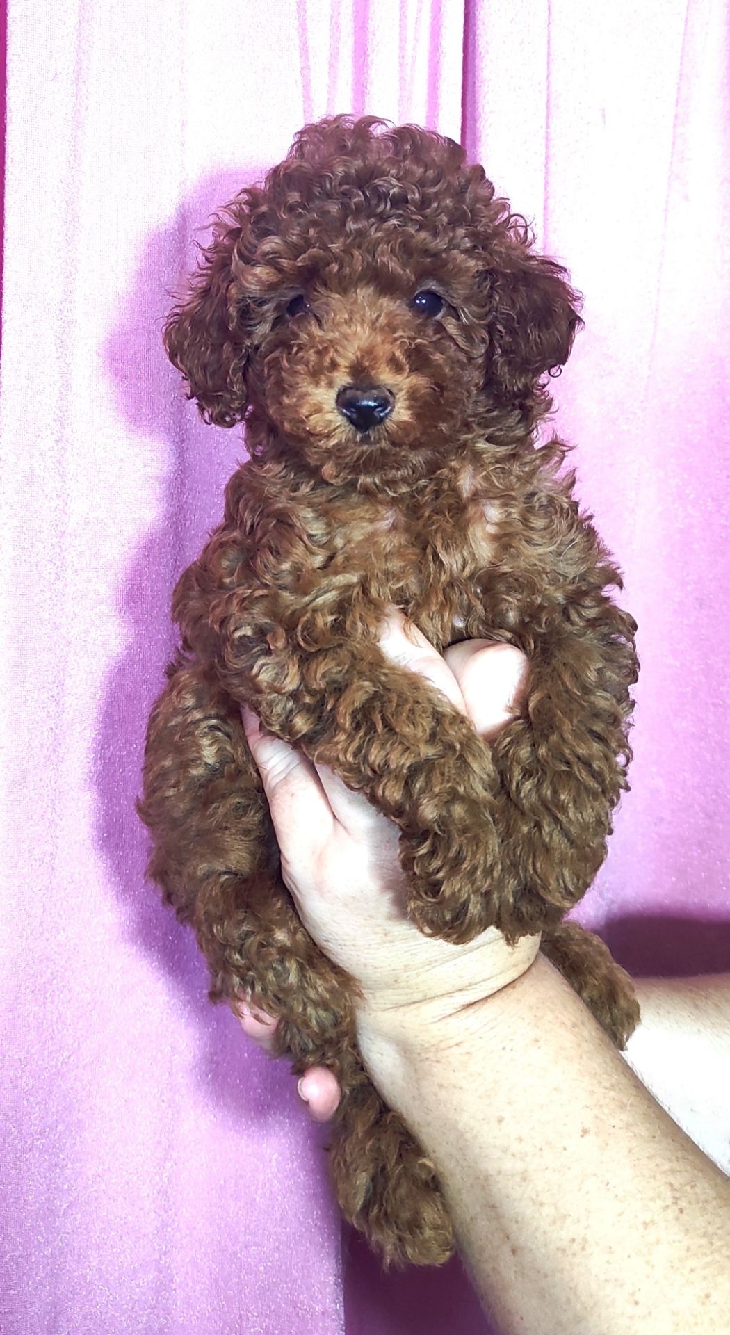 Цуценята Той Пудель з документами ККУ