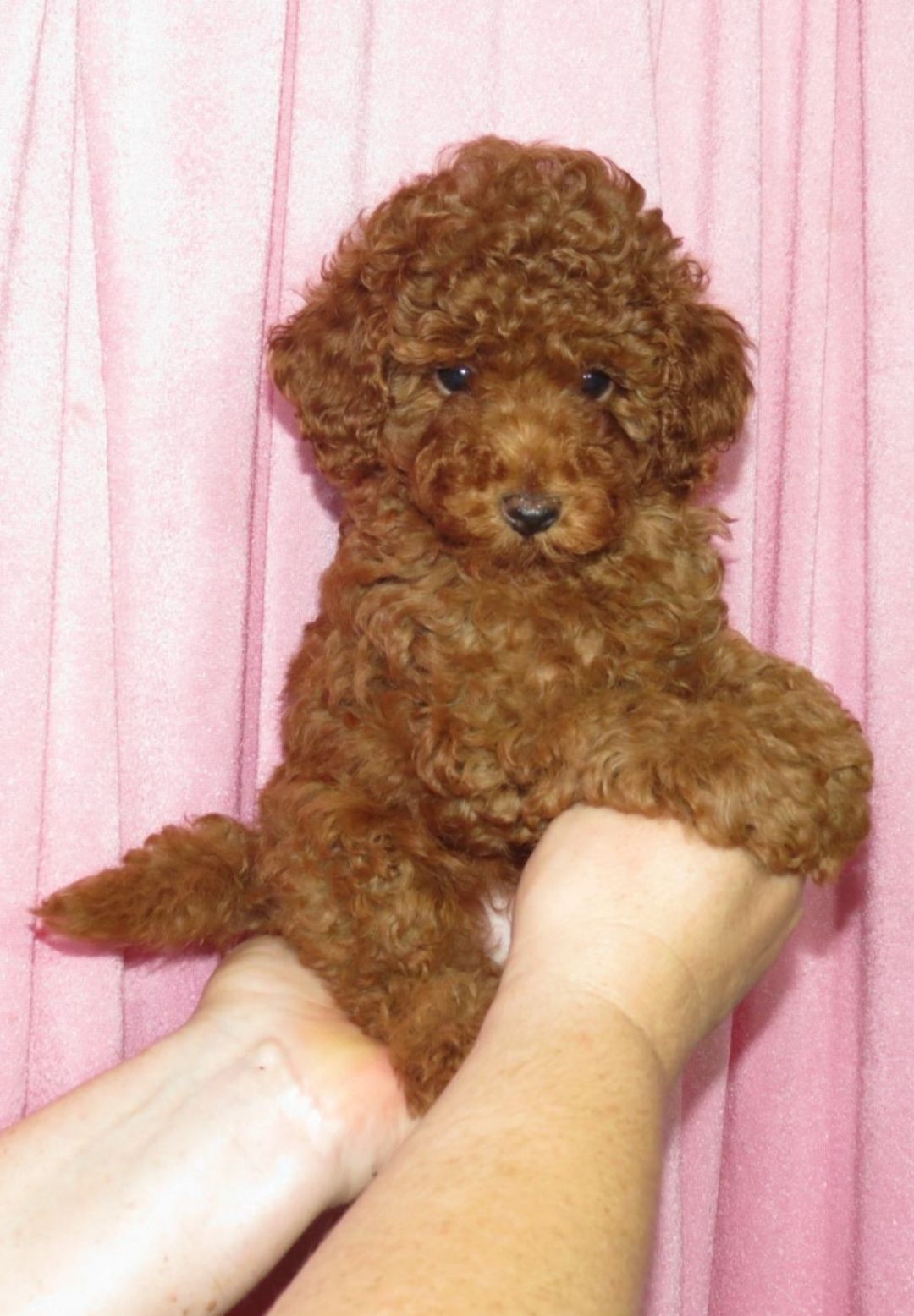 Цуценята Той Пудель з документами ККУ