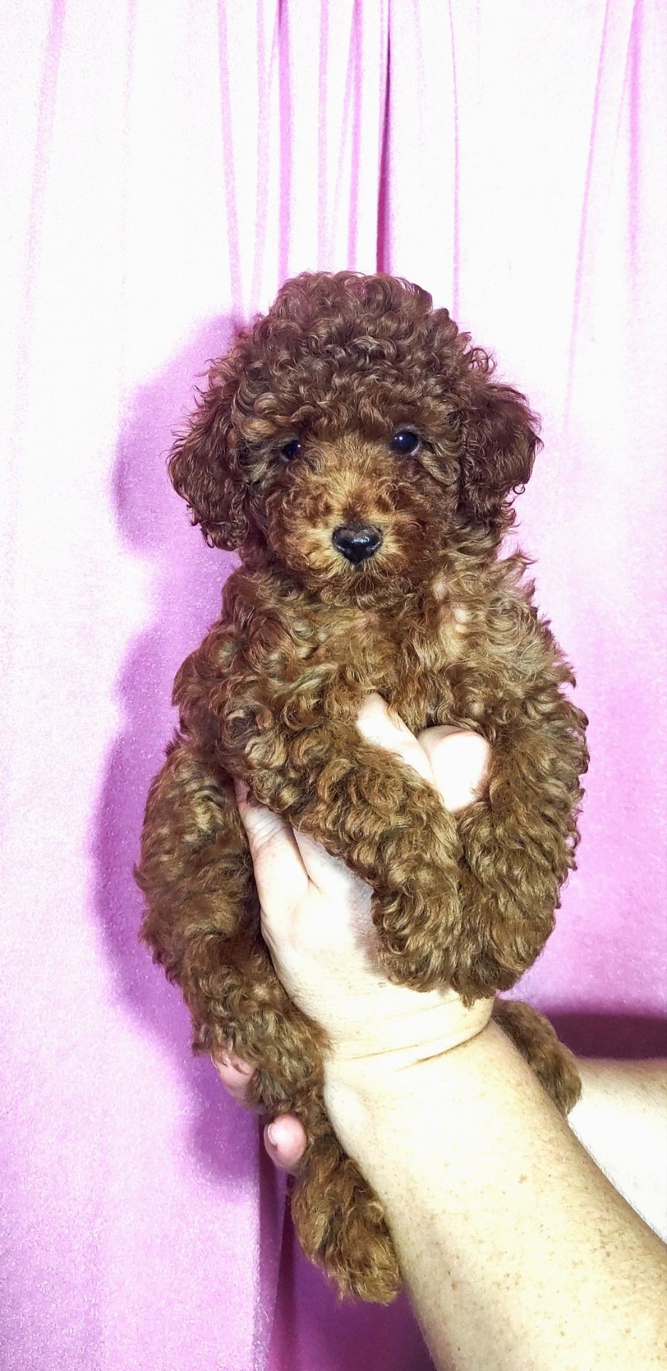 Цуценята Той Пудель з документами ККУ