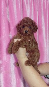 Цуценята Той Пудель з документами ККУ