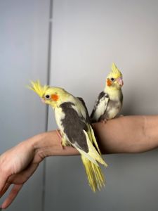 Корелла ручні викормиші з днк тестами, яскраві папуги Корелла німфа