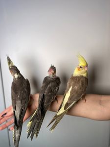 Корелла ручні викормиші з днк тестами, яскраві папуги Корелла німфа