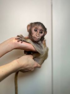 Мавпочка Гусар, неймовірно розмумний Гусар, супер ручний Гусар