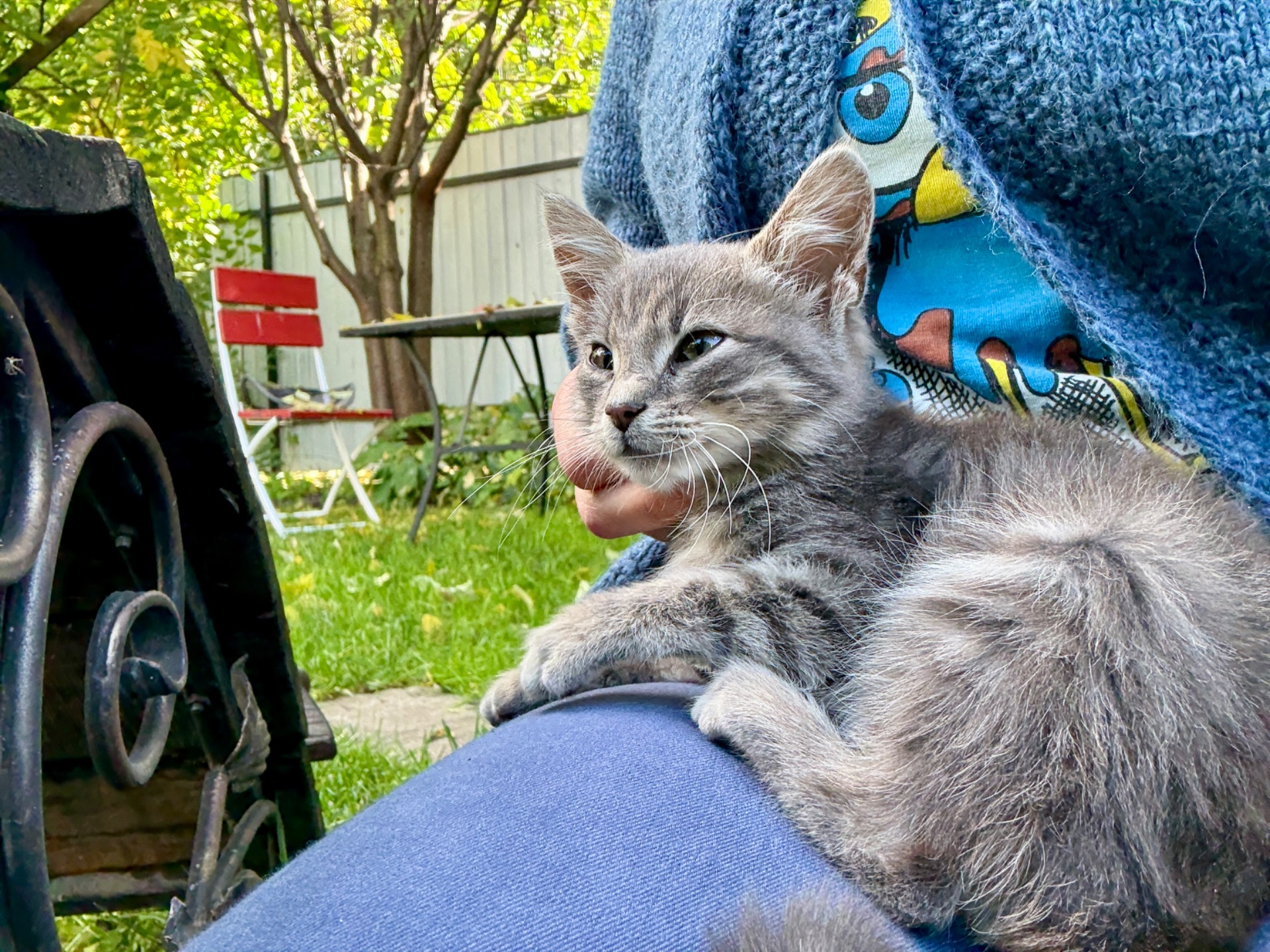 Кошеня безкоштовно в гарній людині