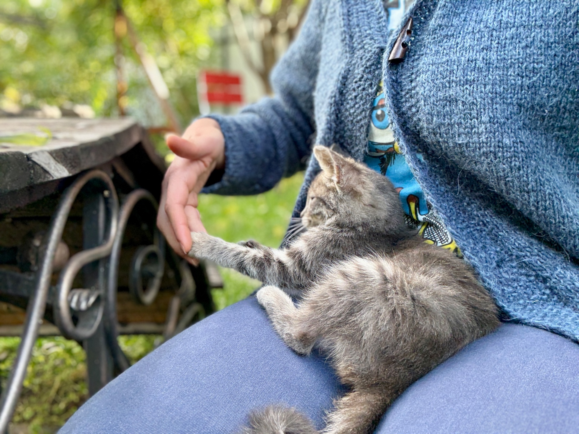 Кошеня безкоштовно в гарній людині