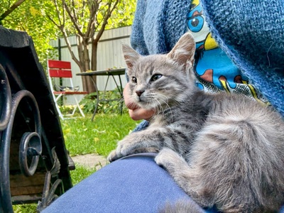 Кошеня безкоштовно в гарній людині