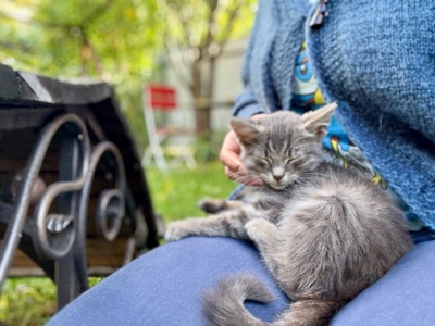 Кошеня безкоштовно в гарній людині