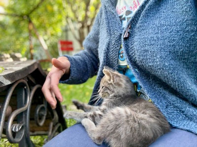 Кошеня безкоштовно в гарній людині