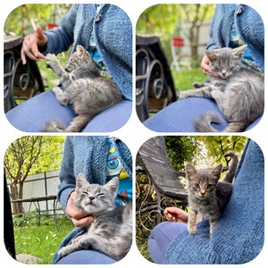 Кошеня безкоштовно в гарній людині