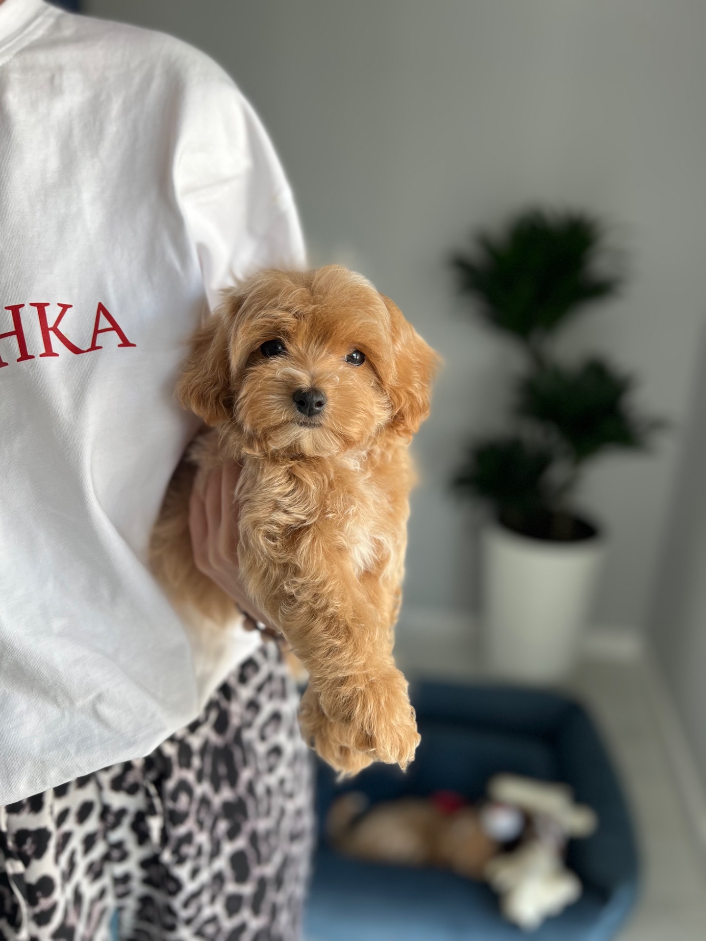 Дівчинка мальтипу ф1 бебі фейс міні