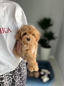 Дівчинка мальтипу ф1 бебі фейс міні
