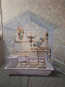 Продам говорящего каліта квакер монах!