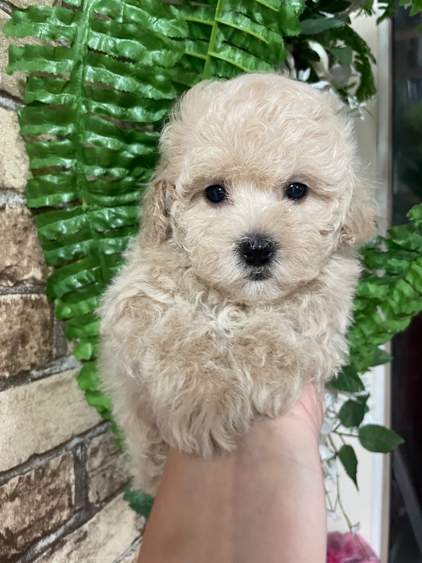 Дівчатка той пудель