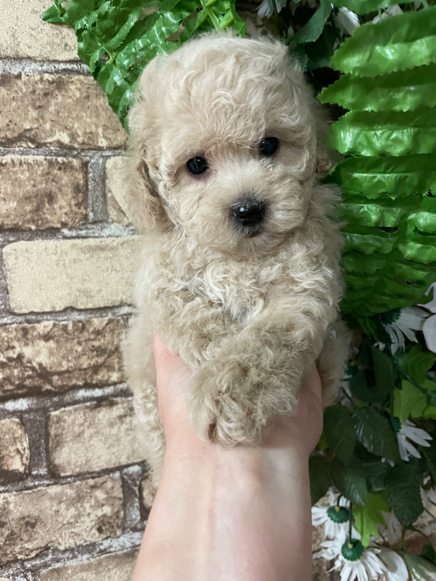 Дівчатка той пудель