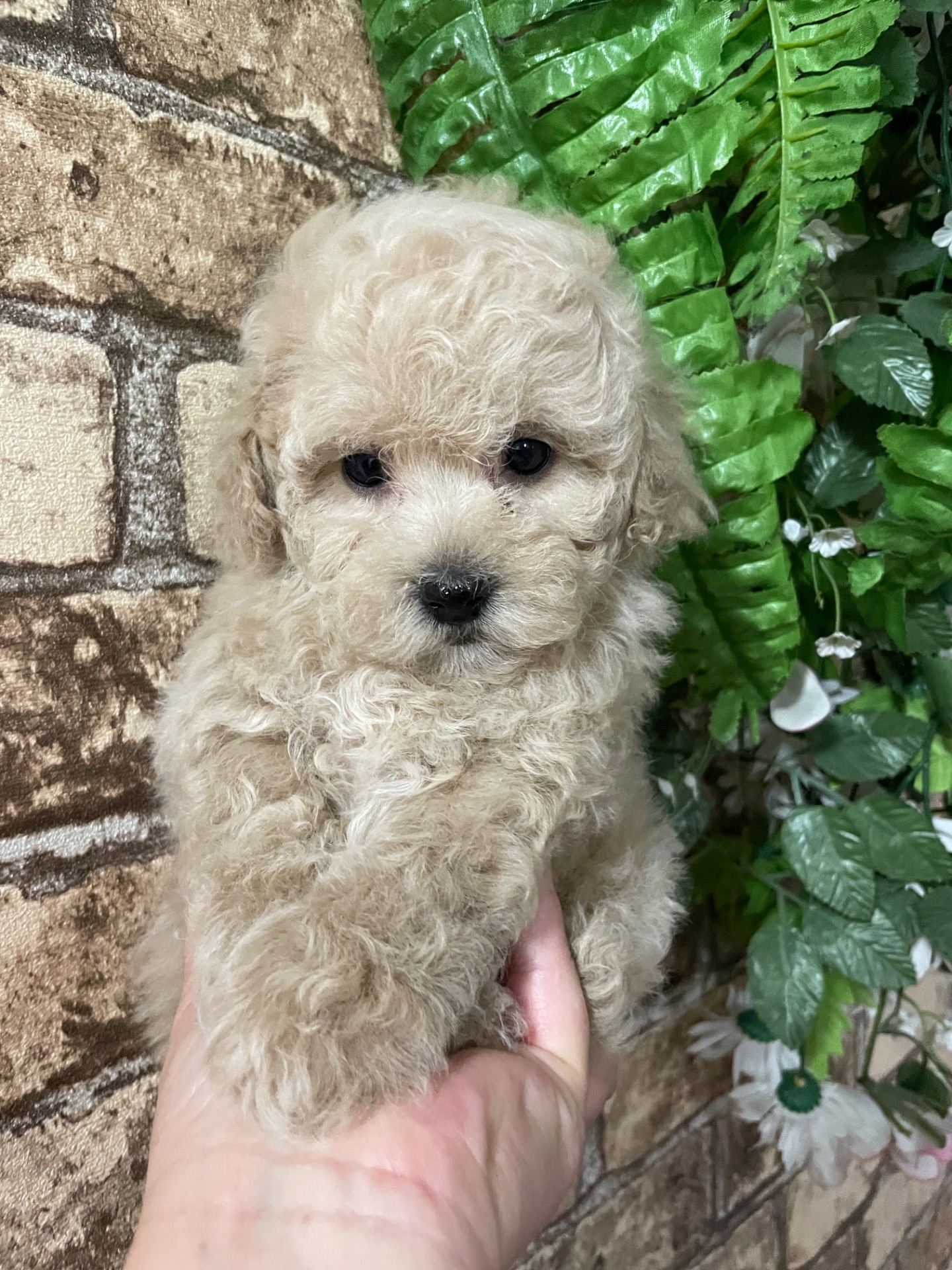 Дівчатка той пудель