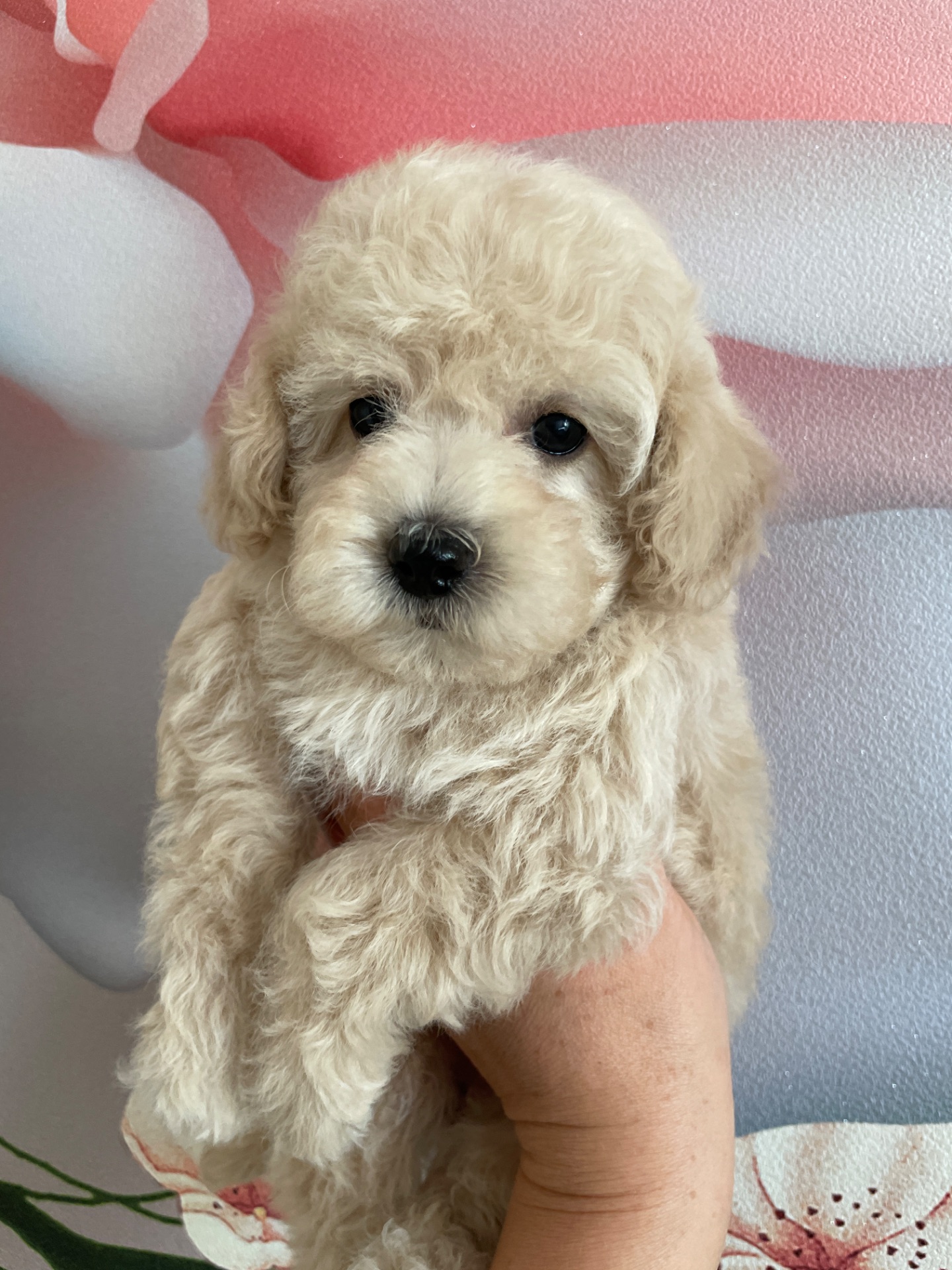 Дівчатка той пудель