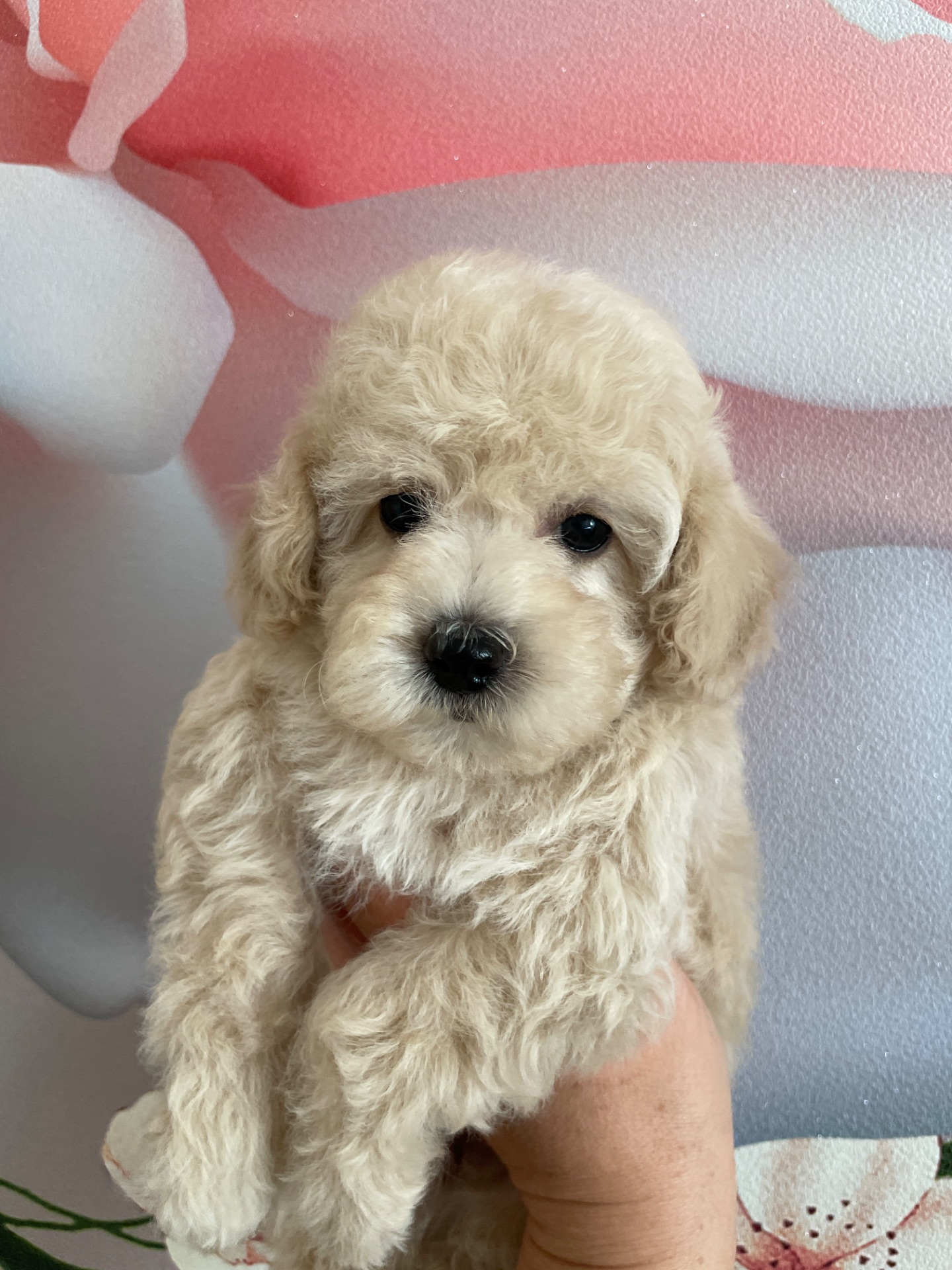 Дівчатка той пудель