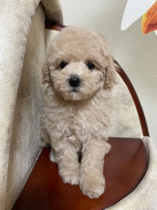 Дівчатка той пудель