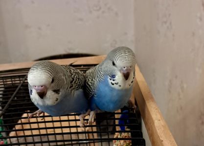 Продам волнистого попугая