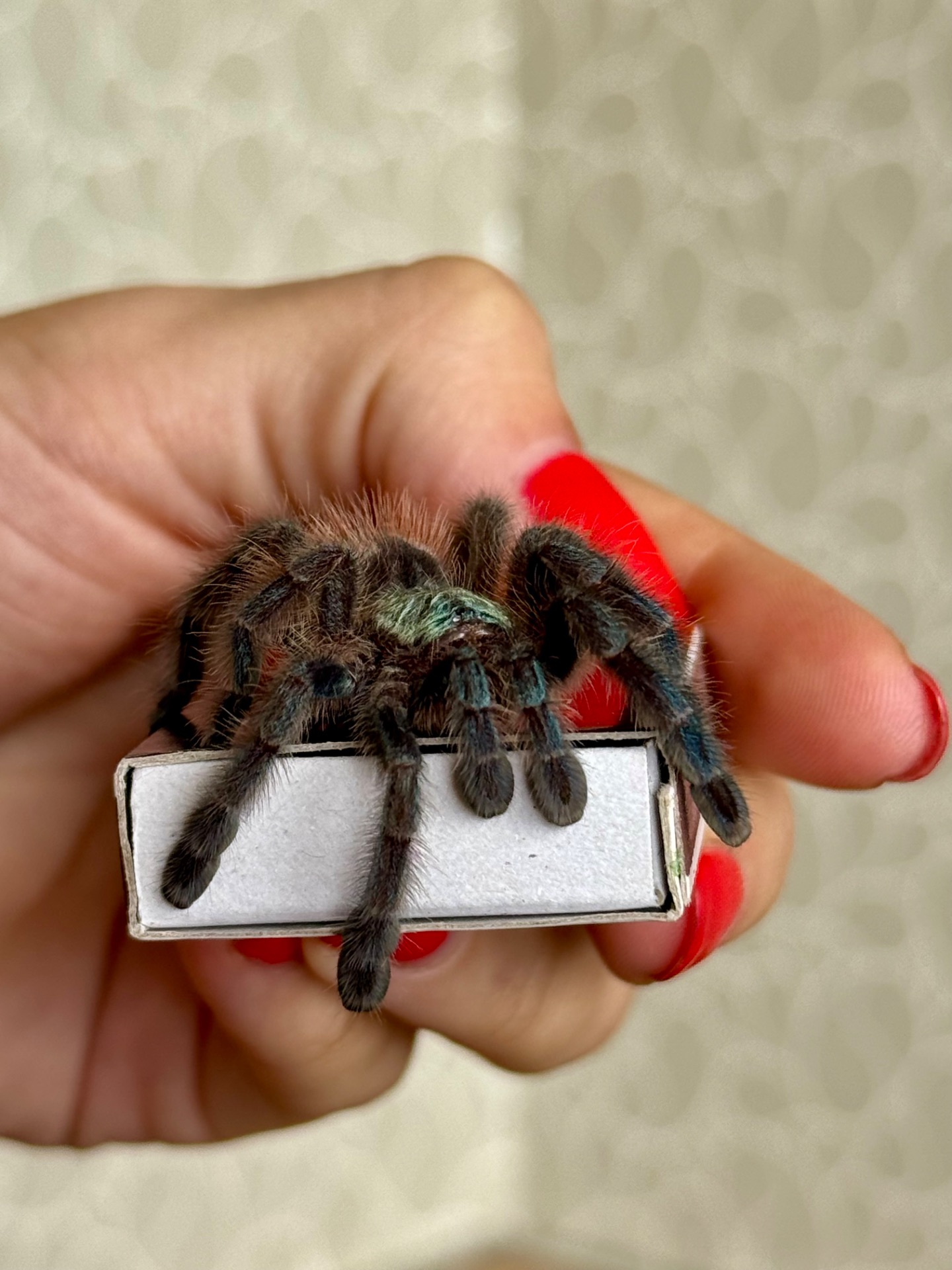 Caribena (Avicularia) versicolor. Павук для новачка.
