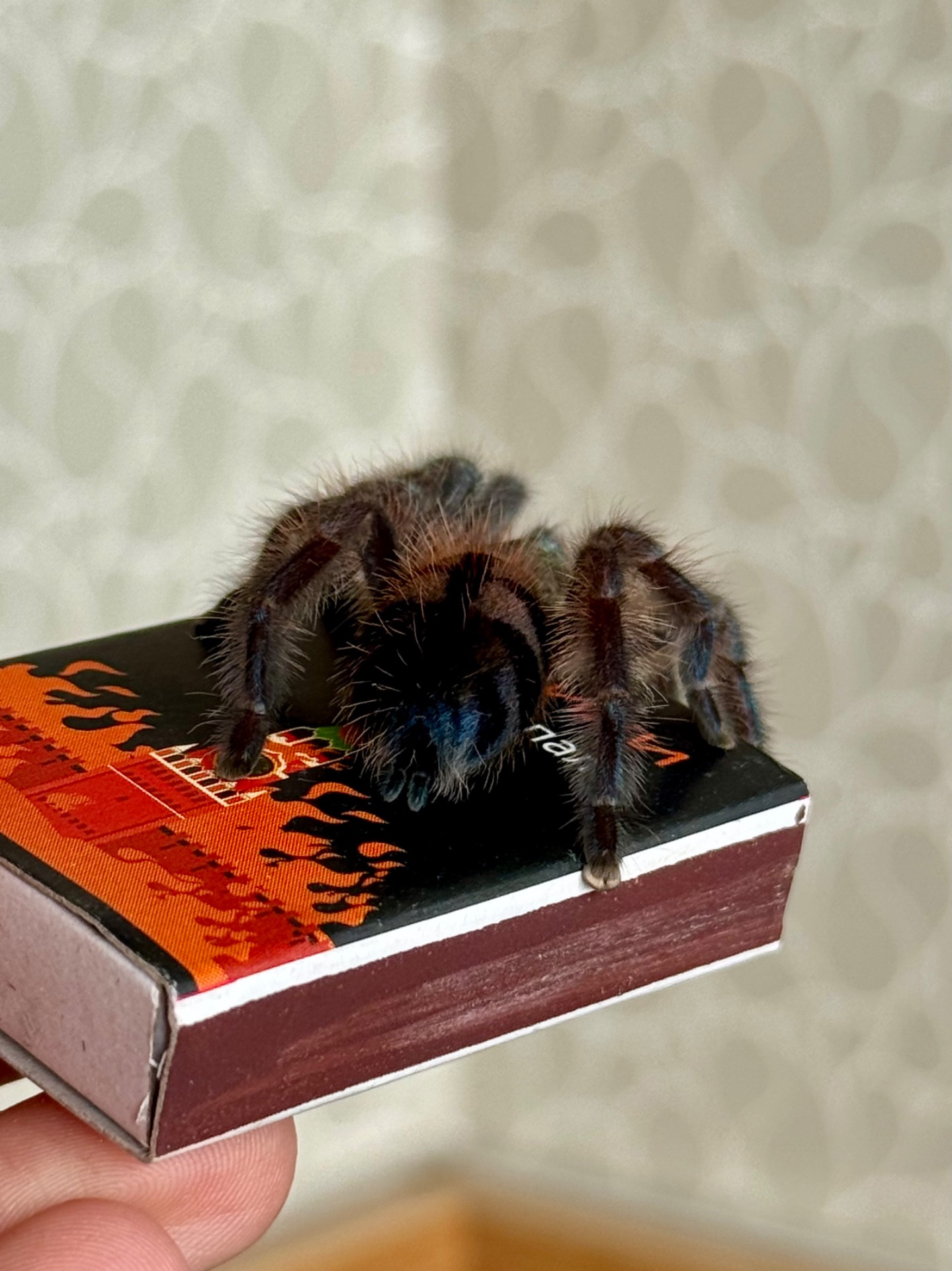 Caribena (Avicularia) versicolor. Павук для новачка.