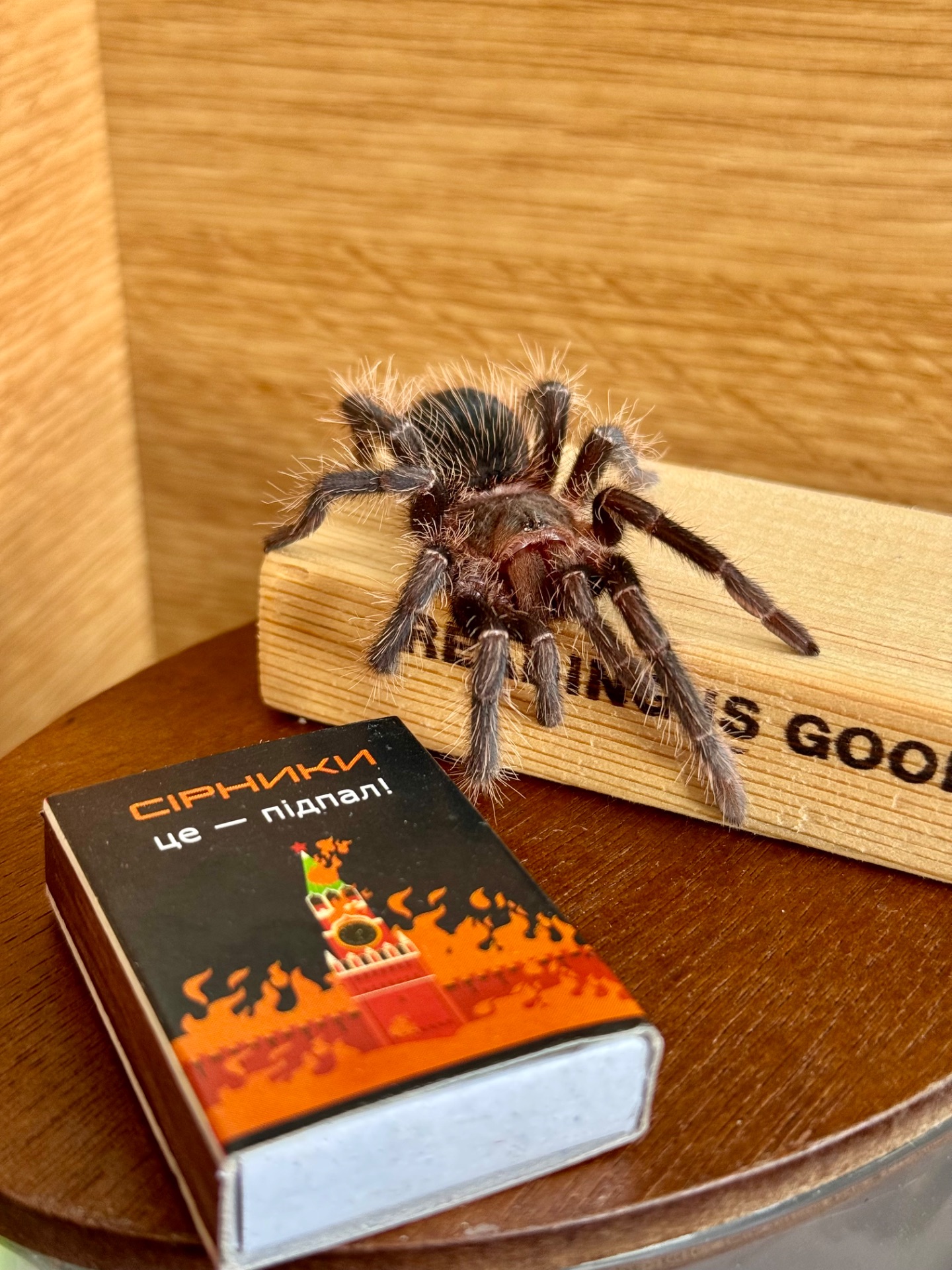 Павуки для новачків