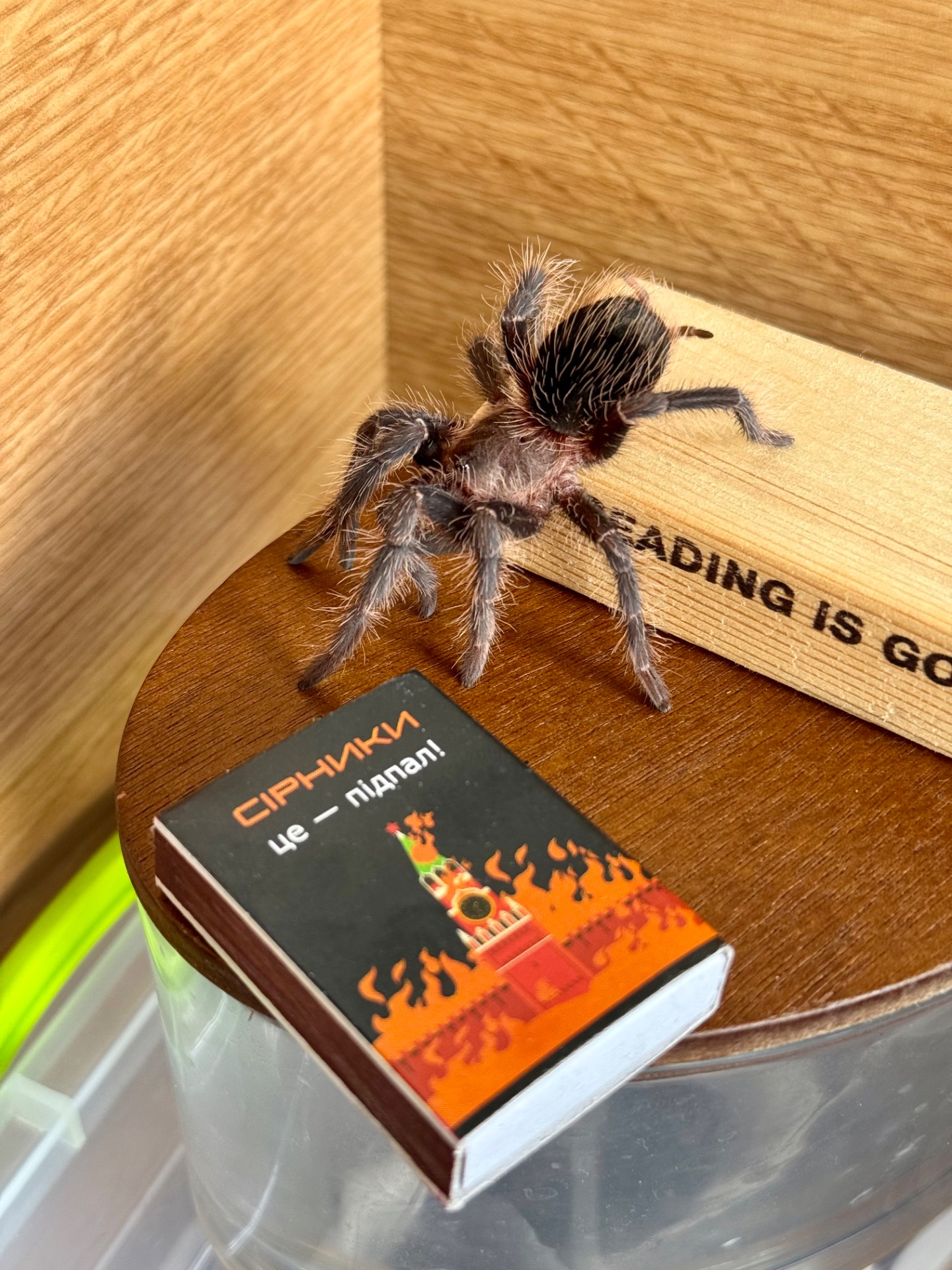 Павуки для новачків