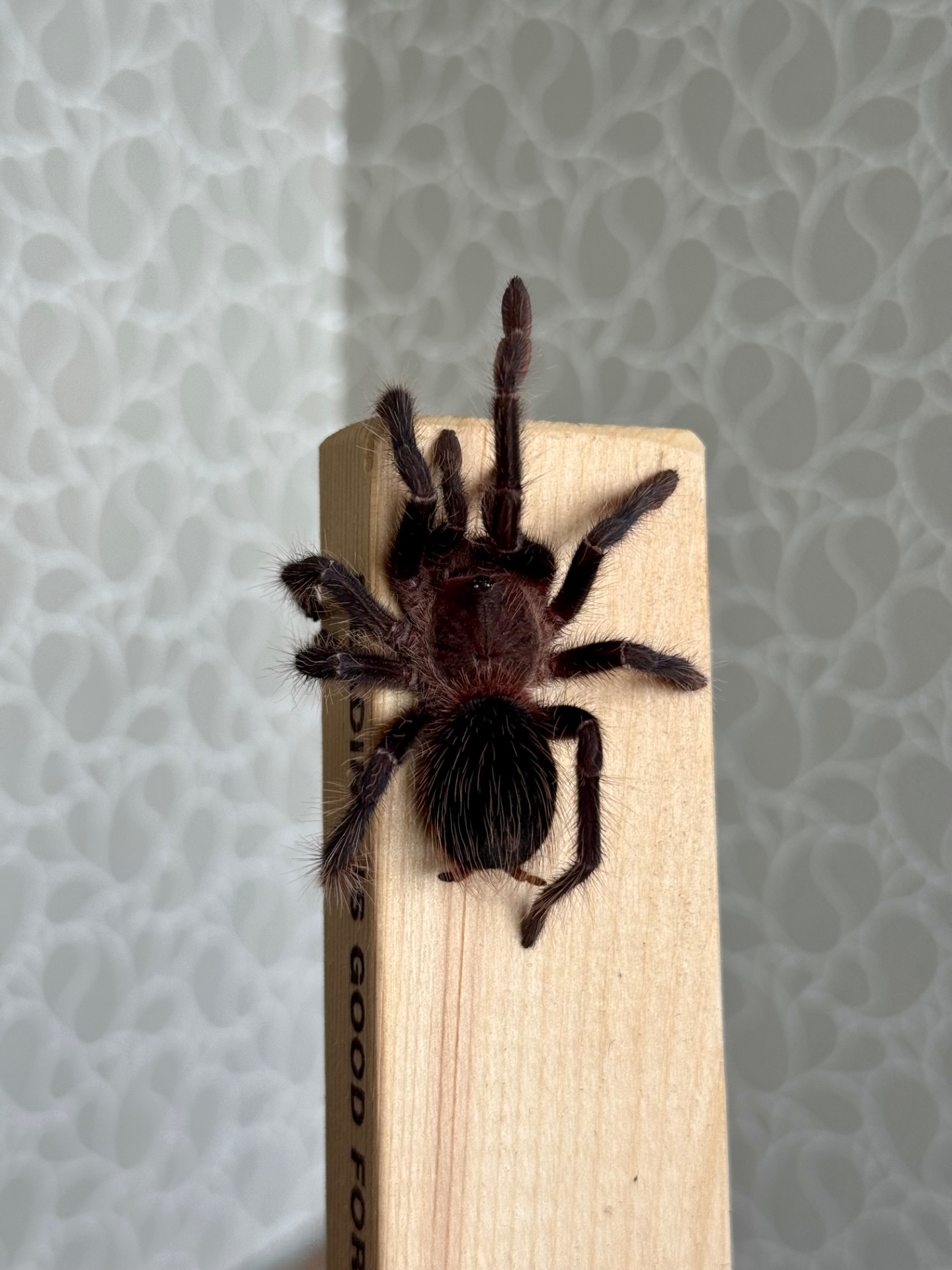 Павуки для новачків