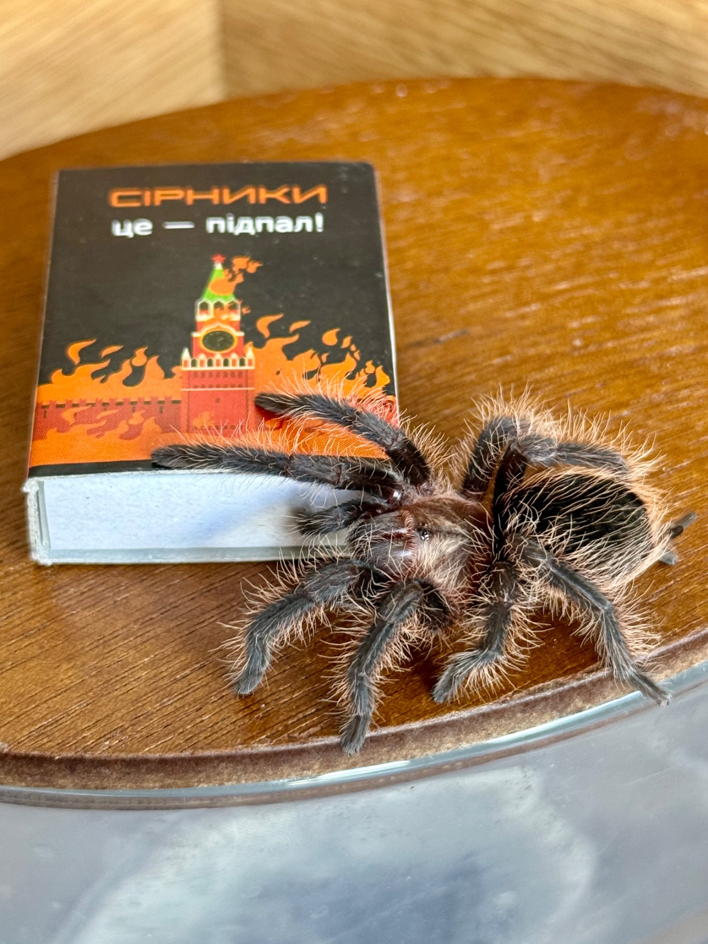 Павуки для новачків