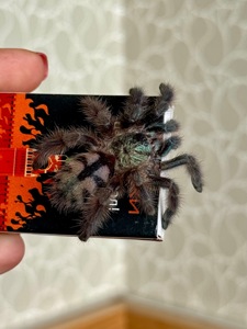 Caribena (Avicularia) versicolor. Павук для новачка.
