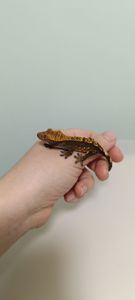 Війковий гекон бананоїд