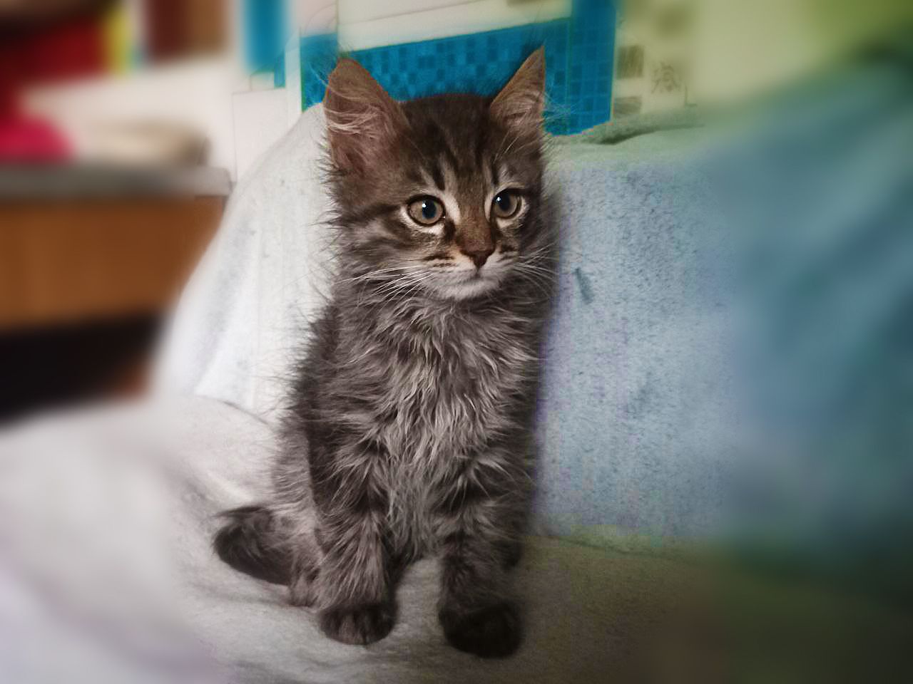 Тайгер