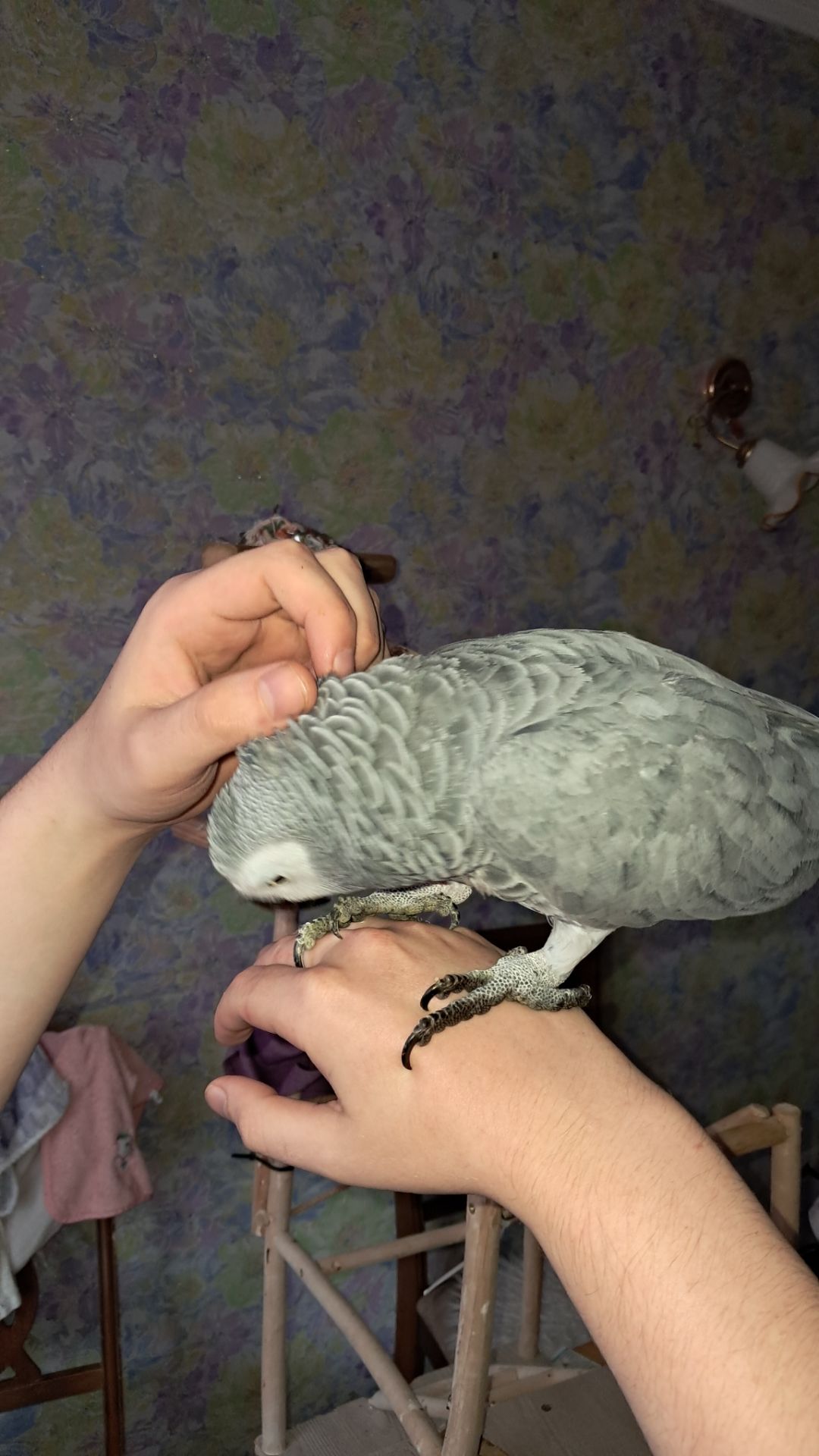 Папуга Жако