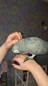 Папуга Жако