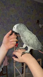 Папуга Жако