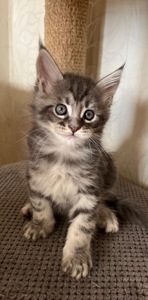 Кошеня Мейн-кун хлопчик